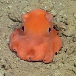 opisthotheusis-adorabilis-sea-floor-octopus-Monterey Bay Aquarium Research Institute-release