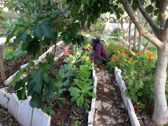 palestinian-permaculture-farm-tom-blanx