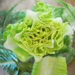 lettuce CC Ano lobb