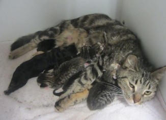 Shelter Cats Nurse Orphaned Puppies Back to Health (Photos)