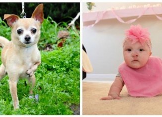 Disabled Dog Was Never Chosen For Adoption Until He Met Girl With Same Birth Defect