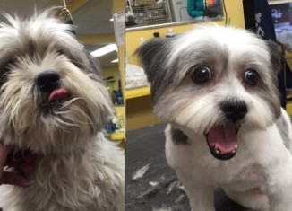 Guy Gives Shelter Dogs Free Haircuts to Help Them Get Adopted (LOOK)