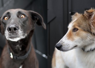 She Can’t Decide Which Dogs to Save, So Buys the Entire Horrid Shelter Overseas