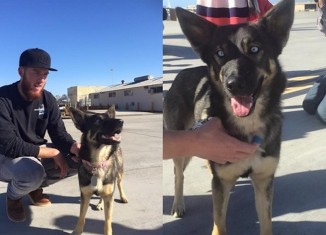 Navy Rescues Dog 5 Weeks After It Fell Overboard in the Ocean (WATCH)