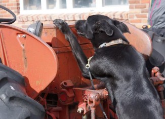 ‘Bad Dog’ Destined to Spend Life in Shelter Catches 150 Poachers in Two Years