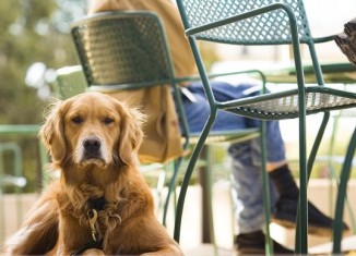 Dogs Can Now Join NYC Diners at Outdoor Tables, Say New Rules