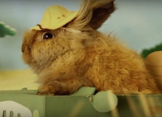 These 5 Animal Videos Are Good For Nothing But Making You Smile