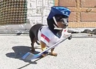 Meet Crusoe the Celebrity Dachshund Hockey Champ (WATCH)