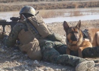 3-Legged Dog Awarded Highest Military Honor For Bravery