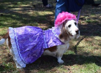 500 Basset Hounds Parade Down the Boardwalk to Help Homeless Dogs (WATCH)