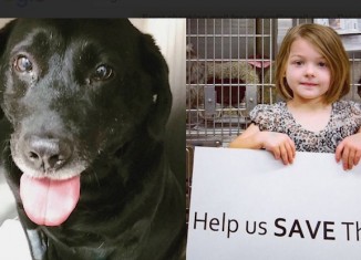 Chicago Comes Together To Save Jingles The Dog