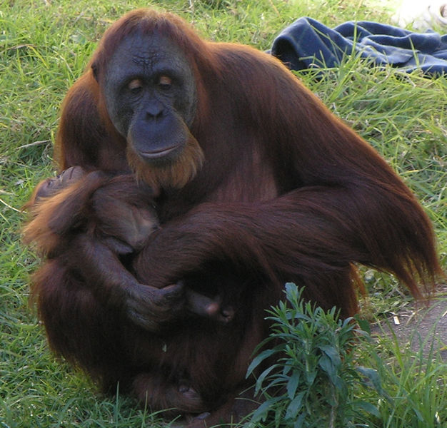 626px-Female_Orangutan_&_Baby_PerthZoo_SMC_Sept_2005