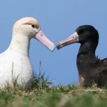 short tailed albatross photo by USFWS