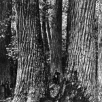 Chestnut tree, circa 1900