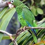 Puerto Rican parrot - USFW photo