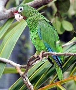 Puerto Rican parrot - USFW photo