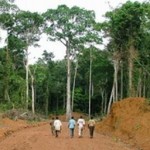 forest Congolese timber protection-ForestPeoplesProgramme