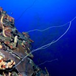 coral-reefs-deep-NOAA