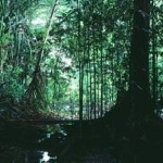 Forest stream deep green Tasmania DSEWPaC-attribution