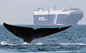 whale in shipping lane - Cascadia Research