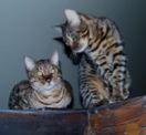 2 Bengal Cats from Wikipedia