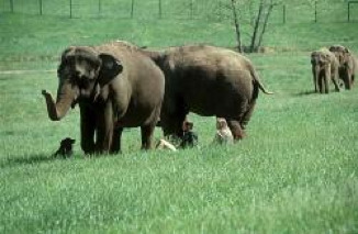 elephantsgraze.jpg