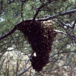 bees swarm in a tree