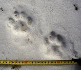 amur tiger cub tracks, photo by wwf