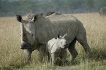 white rhino photo by Enaud Fulconis - IRF.org