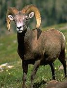 bighorn.jpg