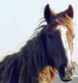 horses-head