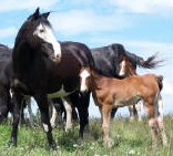 mare-and-foal.jpg