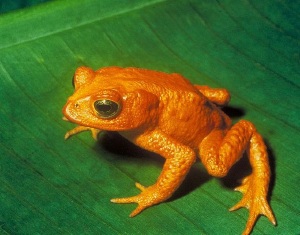 golden-toad.jpg