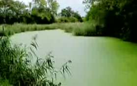 algae-pond.jpg