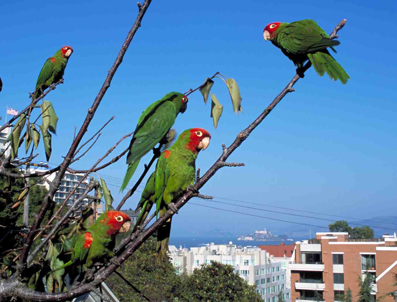Девятисот пятидесяти шести попугаев. Попугаи в Стамбуле парк Гюльхане. Александрийский попугай. Александрийский попугай зеленый. Ожереловый попугай в Хайфе.