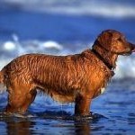 retriever in the waves