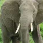 elephants on the population upswing
