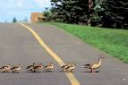ducklings crossing