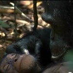 Chimp orphan Disney Nature film