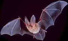 big-eared-bat.jpg