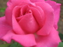 pink-rose.jpg