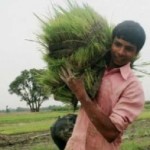 Farming Rice India - USAID Photo