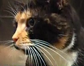 Willow, the Colorado cat found in NYC - NBC video