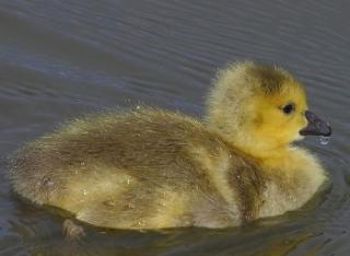 duckling-swims.jpg