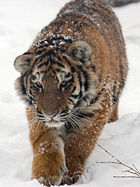 amur-tger-cub.jpg