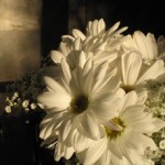 daisies-on-table