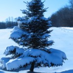 snowy-tree.jpg