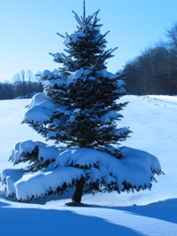 snowy-tree.jpg