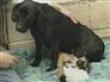 file photo- dog nursing kitten