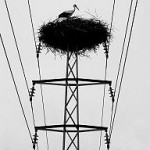 stork-on-voltage.jpg
